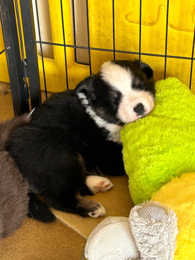 Chiot femelle à réserver 