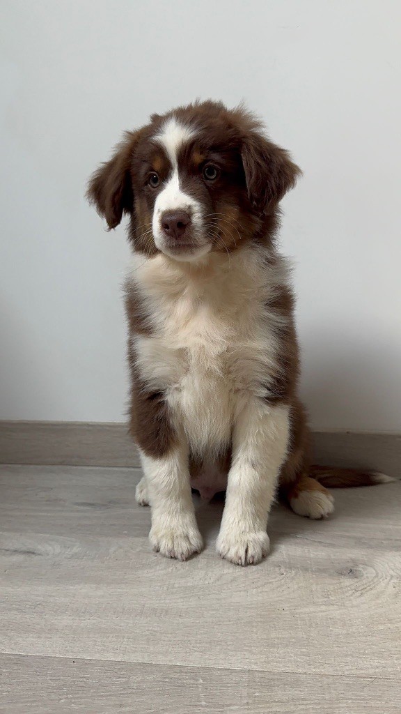 Chiots disponibles 