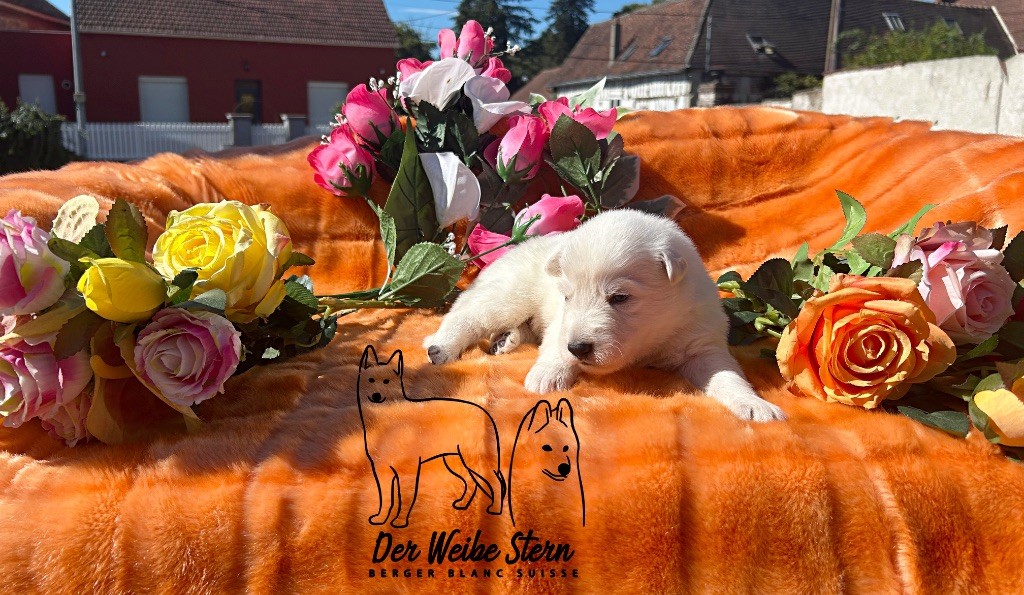 der Weibe Stern - Chiots disponibles - Berger Blanc Suisse