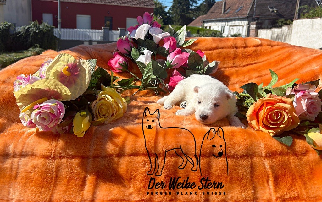 der Weibe Stern - Chiots disponibles - Berger Blanc Suisse