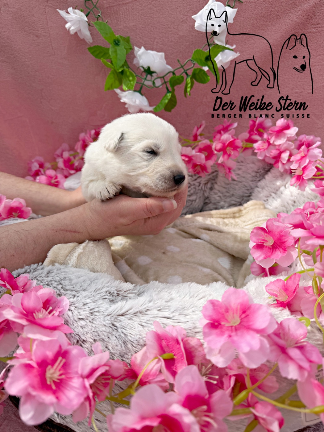 der Weibe Stern - Chiots disponibles - Berger Blanc Suisse