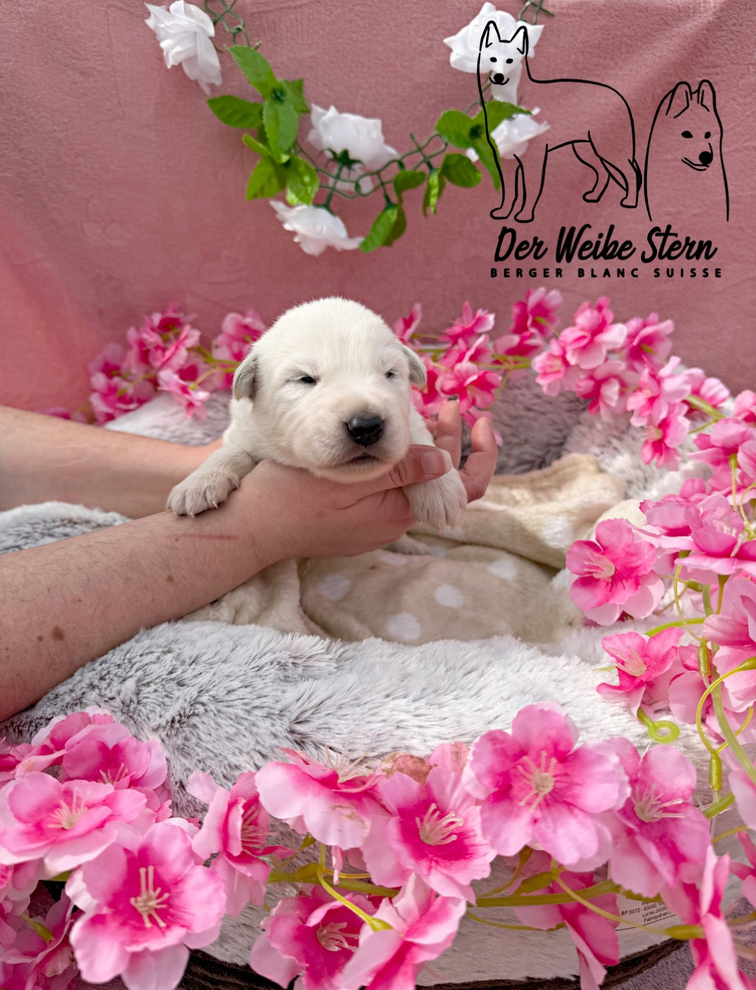 der Weibe Stern - Chiots disponibles - Berger Blanc Suisse
