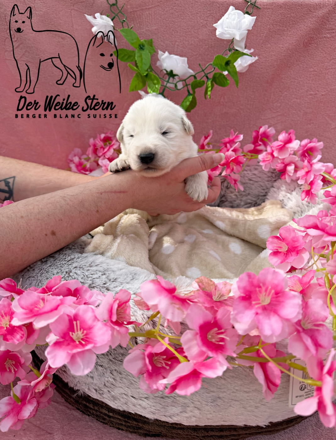 der Weibe Stern - Chiots disponibles - Berger Blanc Suisse