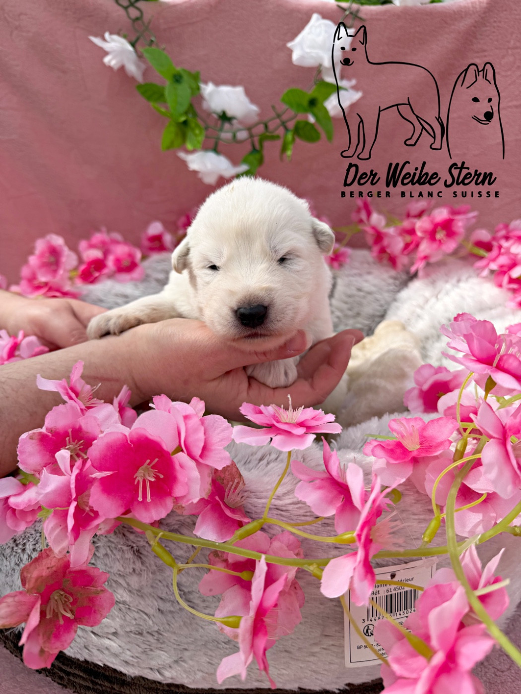 der Weibe Stern - Chiots disponibles - Berger Blanc Suisse
