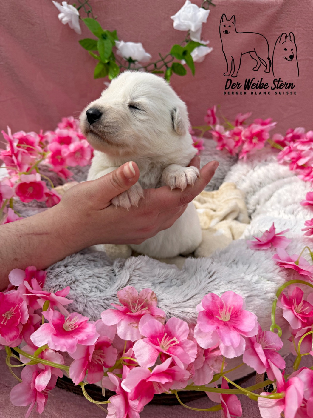 der Weibe Stern - Chiots disponibles - Berger Blanc Suisse