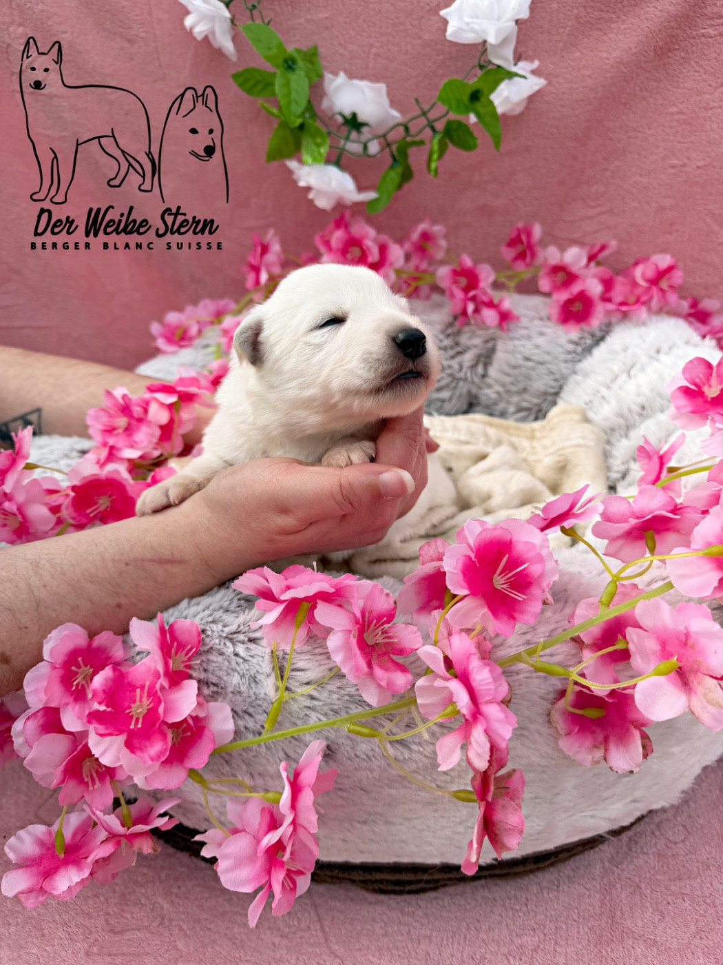 der Weibe Stern - Chiots disponibles - Berger Blanc Suisse