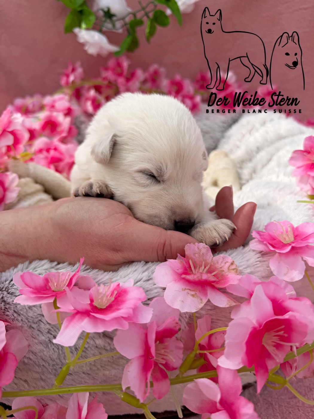 der Weibe Stern - Chiots disponibles - Berger Blanc Suisse