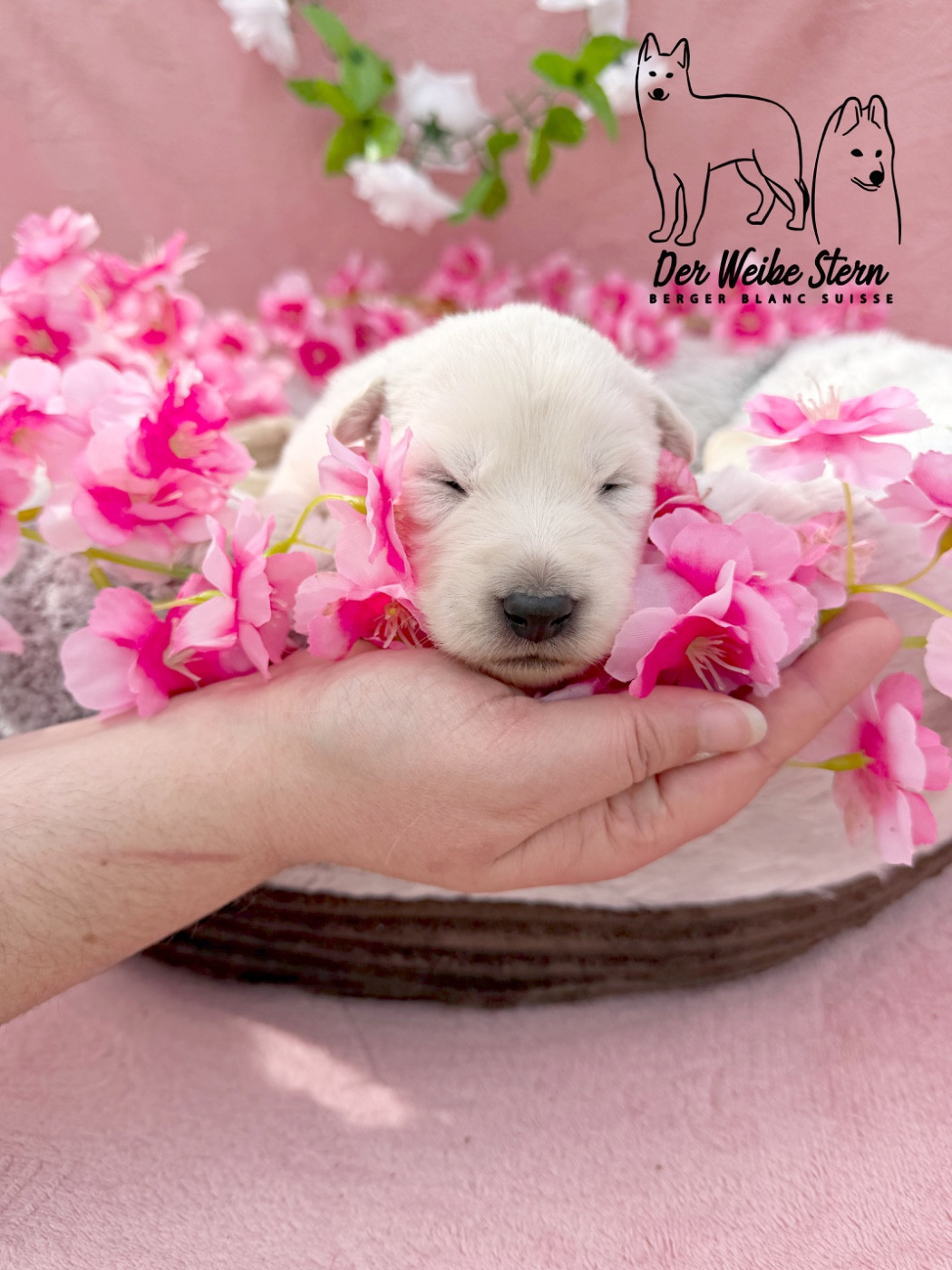 der Weibe Stern - Chiots disponibles - Berger Blanc Suisse