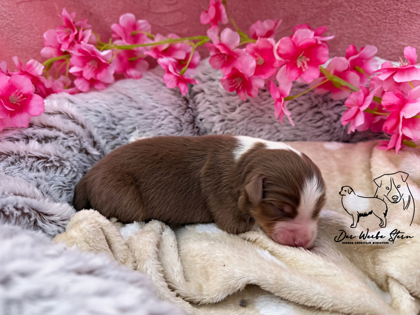 der Weibe Stern - Chiots disponibles - Berger Américain Miniature 