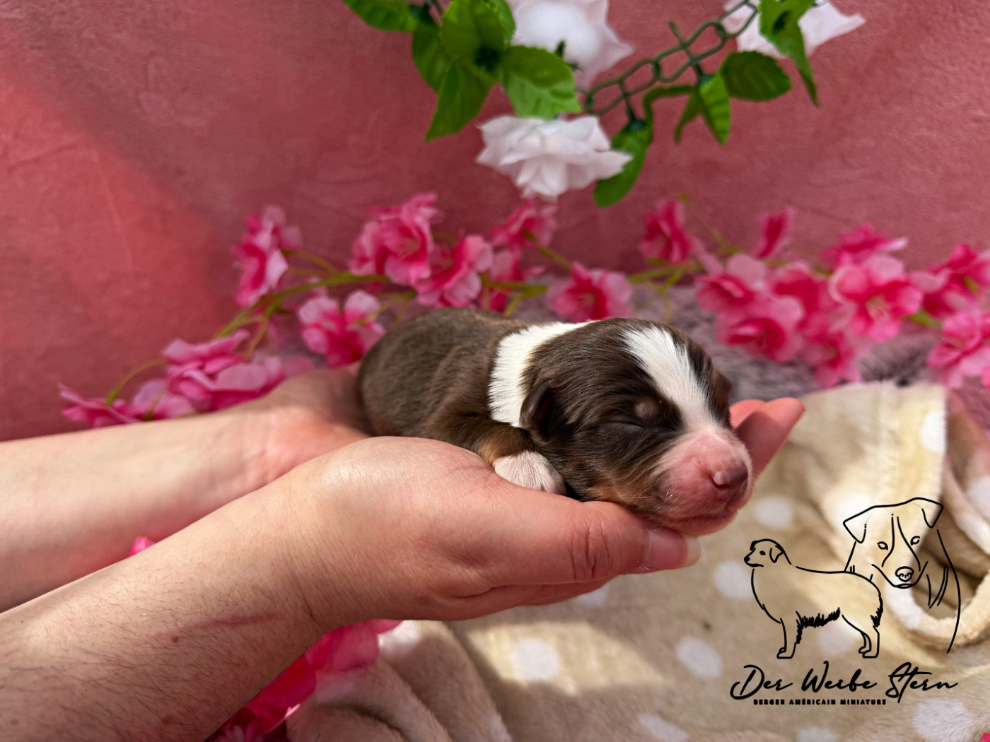 der Weibe Stern - Chiots disponibles - Berger Américain Miniature 