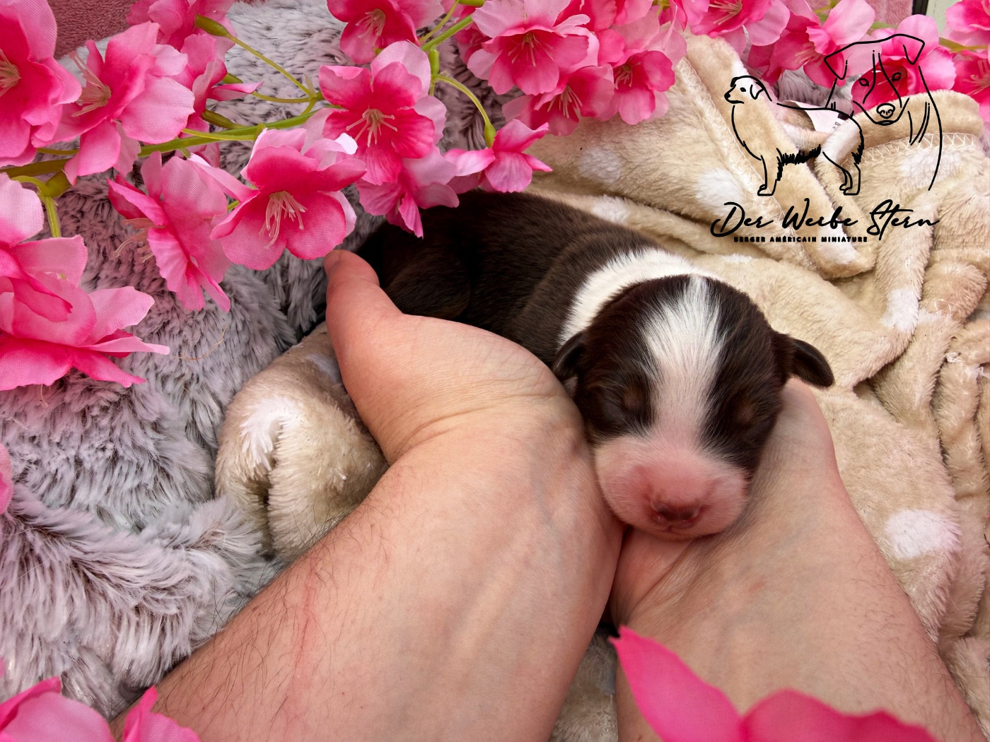 der Weibe Stern - Chiots disponibles - Berger Américain Miniature 