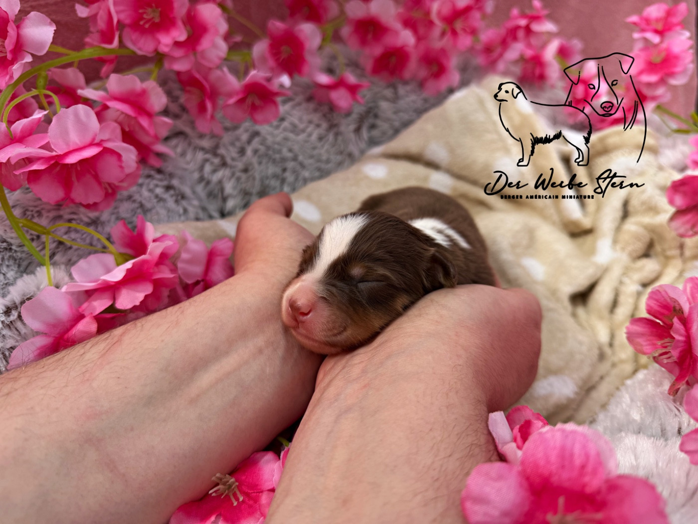 der Weibe Stern - Chiots disponibles - Berger Américain Miniature 