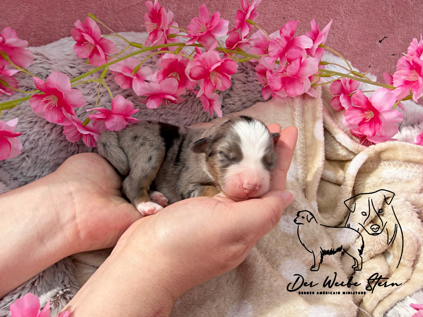 der Weibe Stern - Chiots disponibles - Berger Américain Miniature 