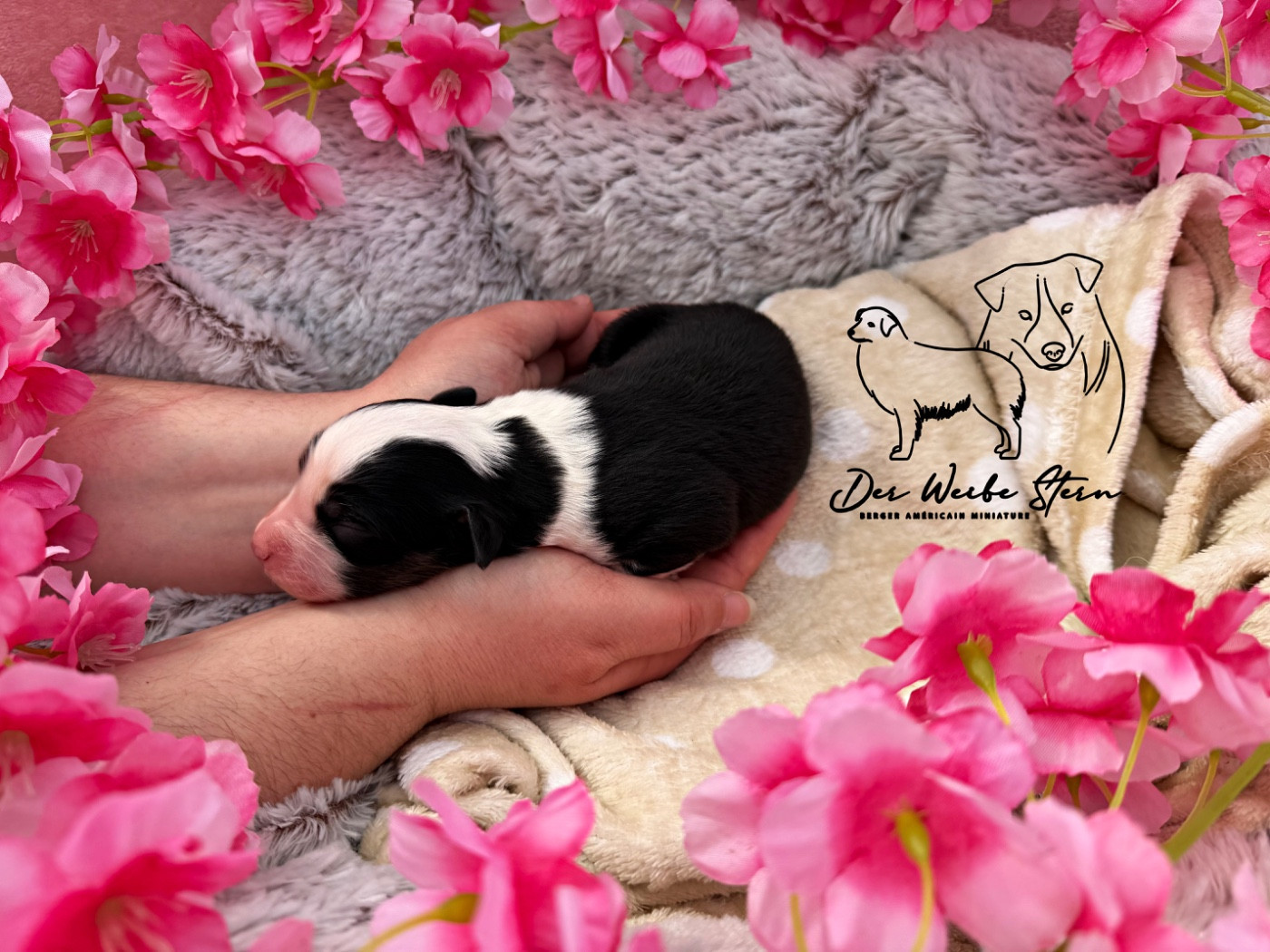 der Weibe Stern - Chiots disponibles - Berger Américain Miniature 