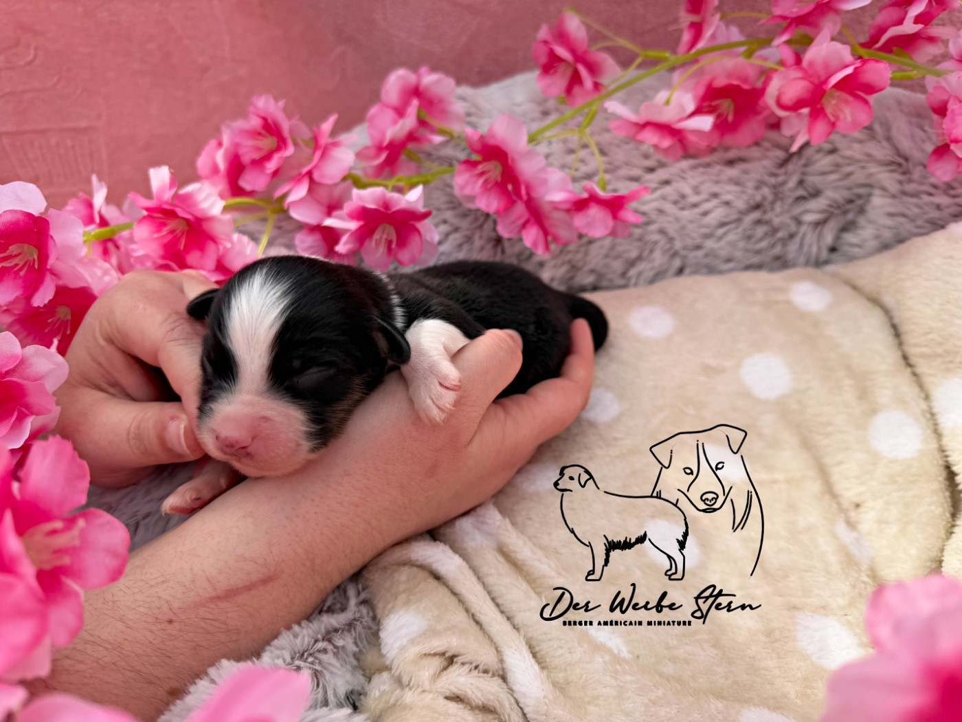 der Weibe Stern - Chiots disponibles - Berger Américain Miniature 