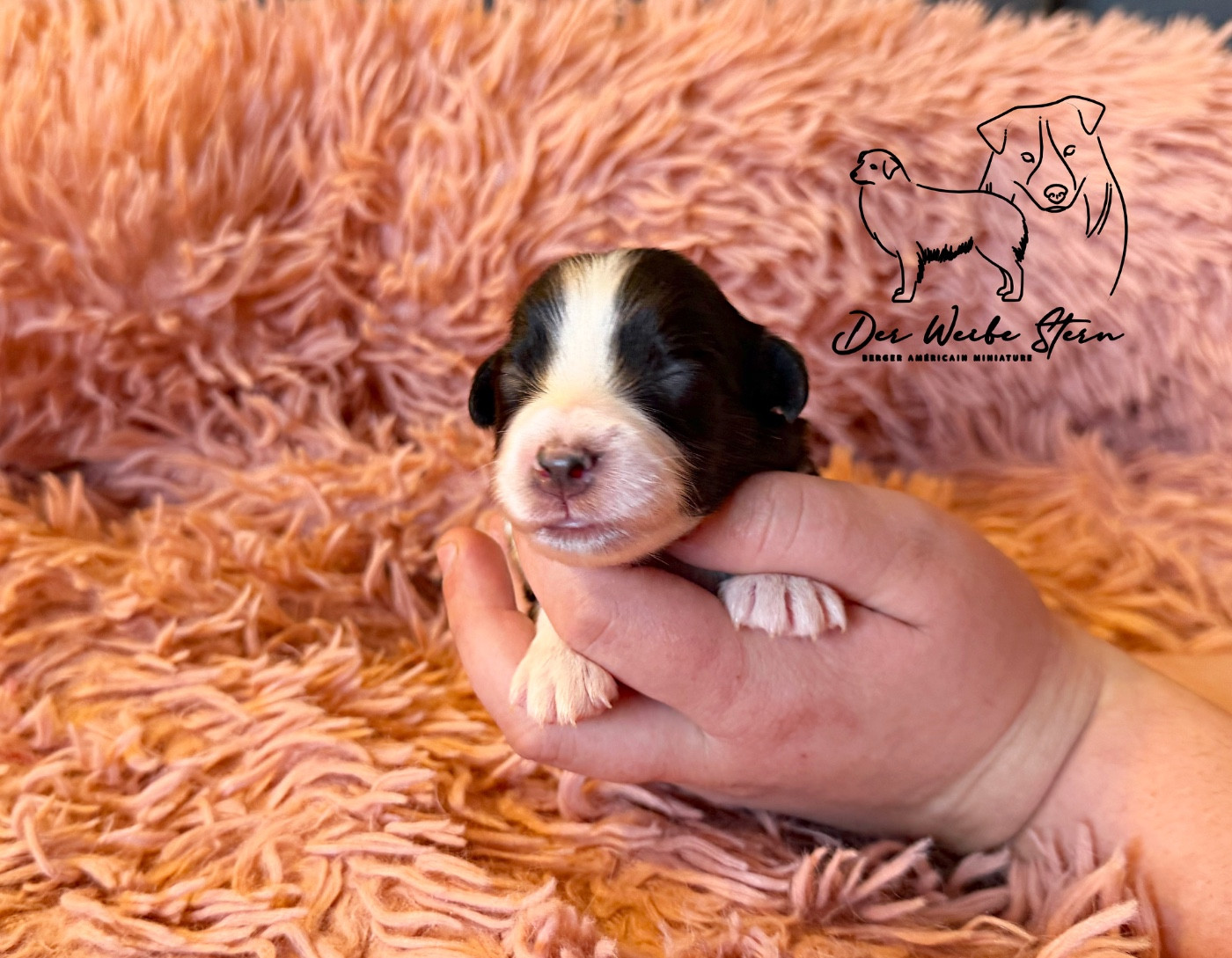 der Weibe Stern - Chiots disponibles - Berger Américain Miniature 