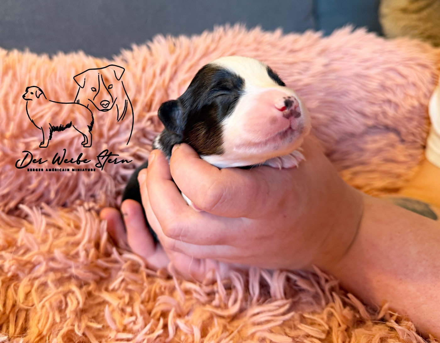 der Weibe Stern - Chiots disponibles - Berger Américain Miniature 