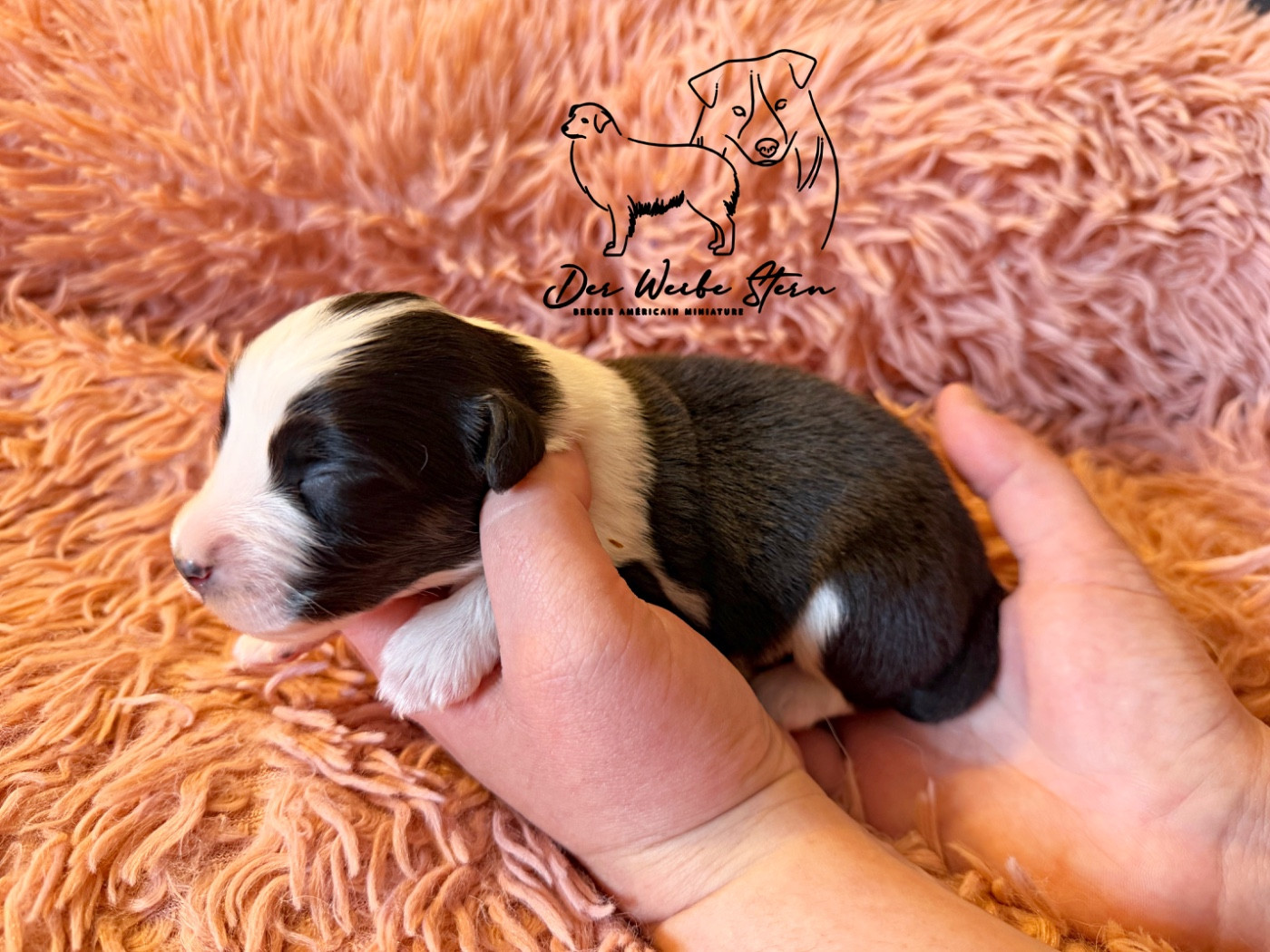 der Weibe Stern - Chiots disponibles - Berger Américain Miniature 