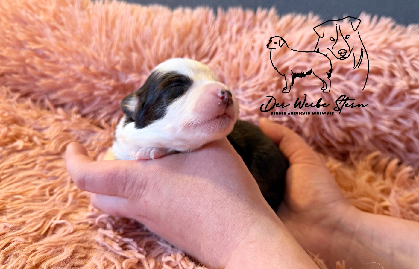 der Weibe Stern - Chiots disponibles - Berger Américain Miniature 