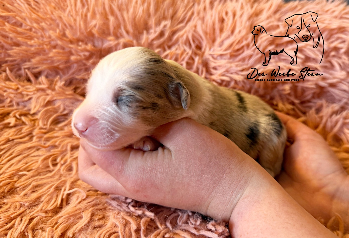 der Weibe Stern - Chiots disponibles - Berger Américain Miniature 