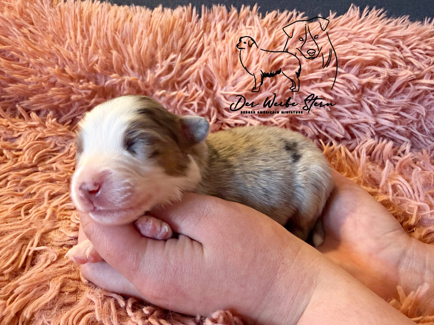 der Weibe Stern - Chiots disponibles - Berger Américain Miniature 