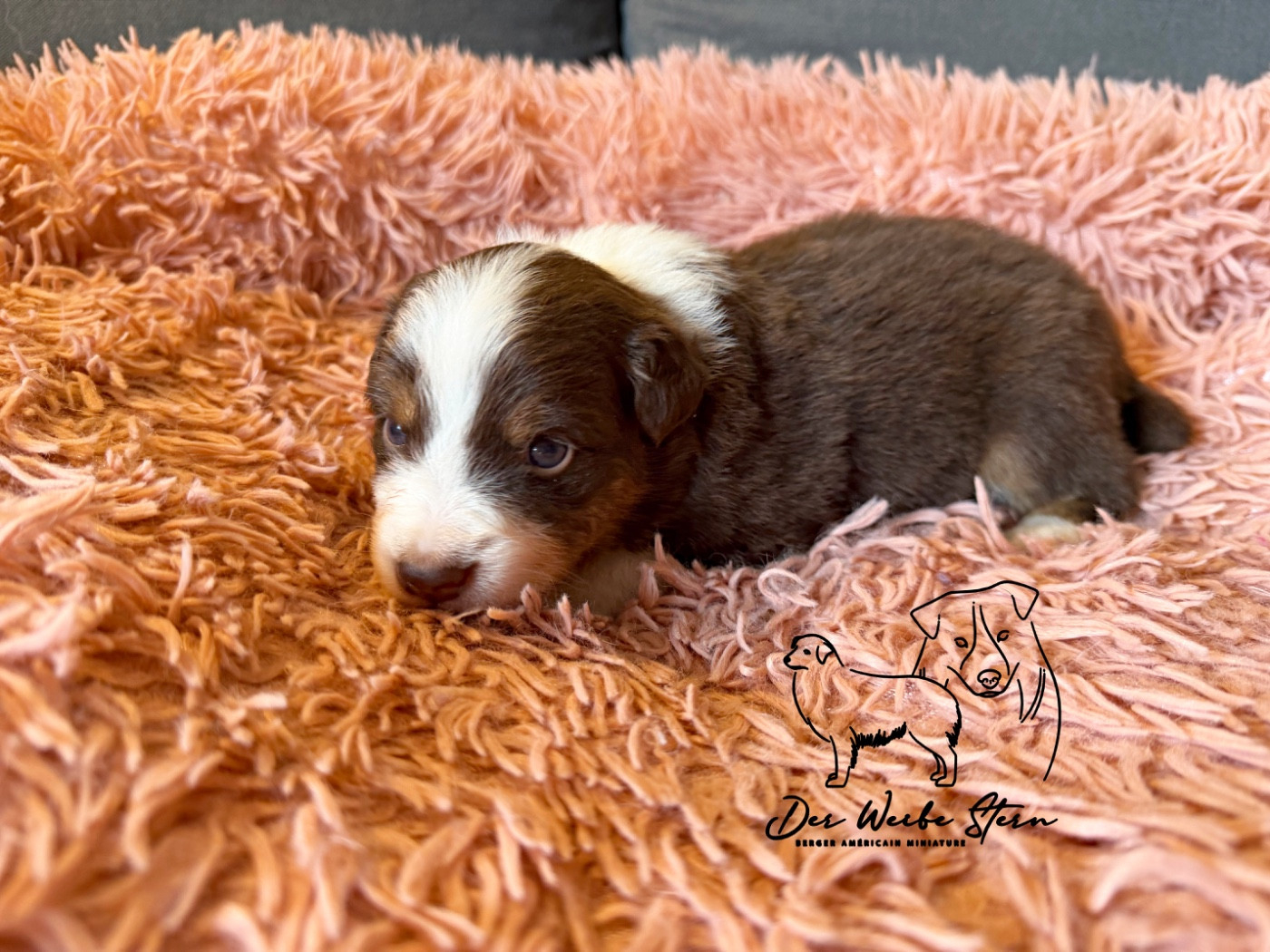 der Weibe Stern - Chiots disponibles - Berger Américain Miniature 