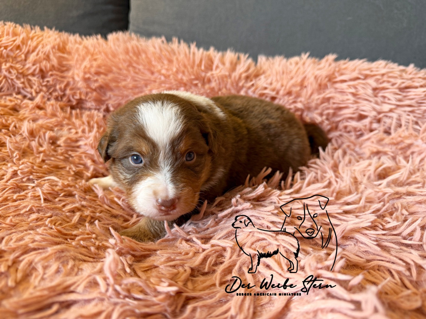 der Weibe Stern - Chiots disponibles - Berger Américain Miniature 