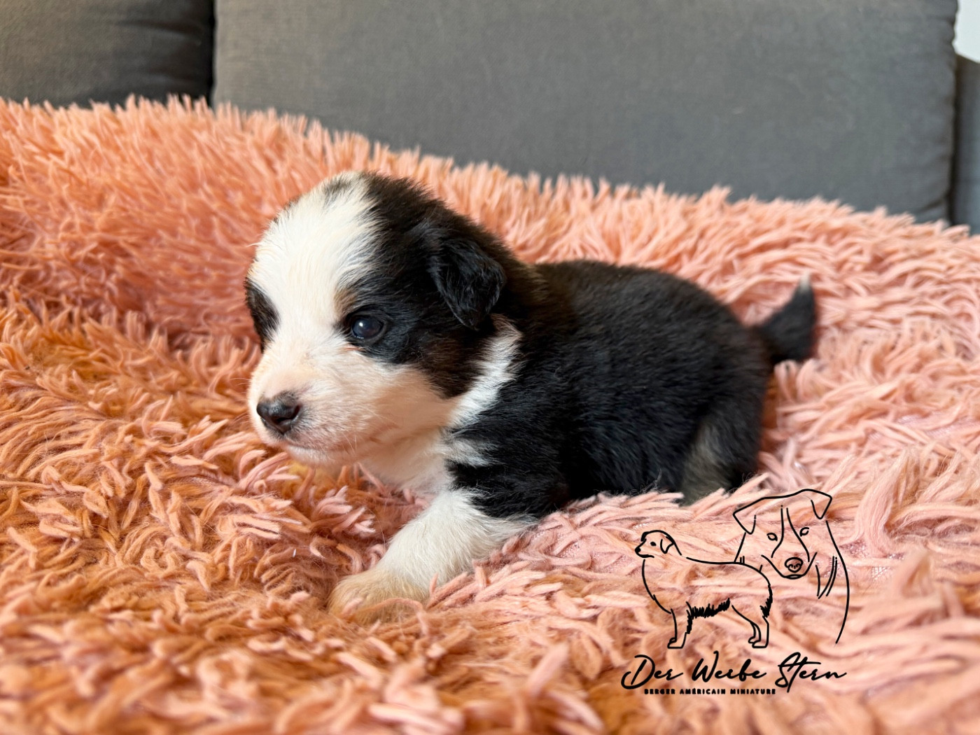 der Weibe Stern - Chiots disponibles - Berger Américain Miniature 