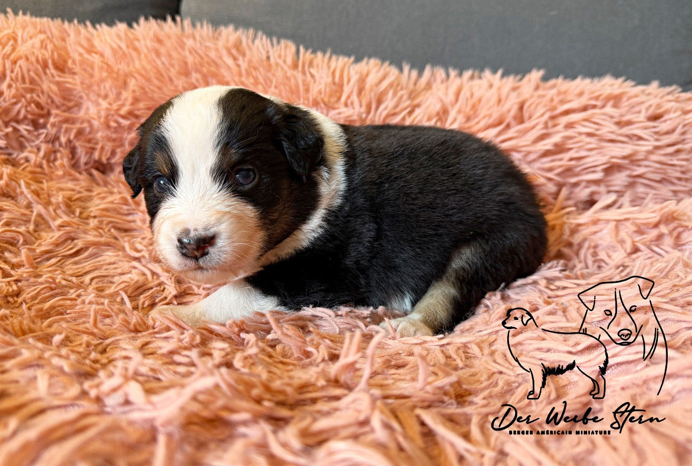 der Weibe Stern - Chiots disponibles - Berger Américain Miniature 