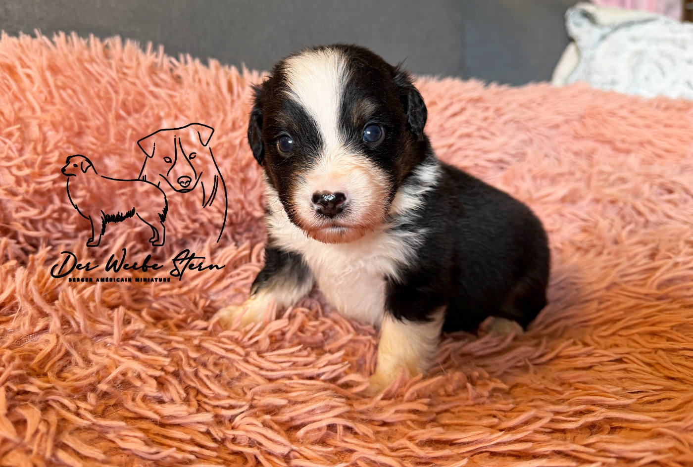 der Weibe Stern - Chiots disponibles - Berger Américain Miniature 