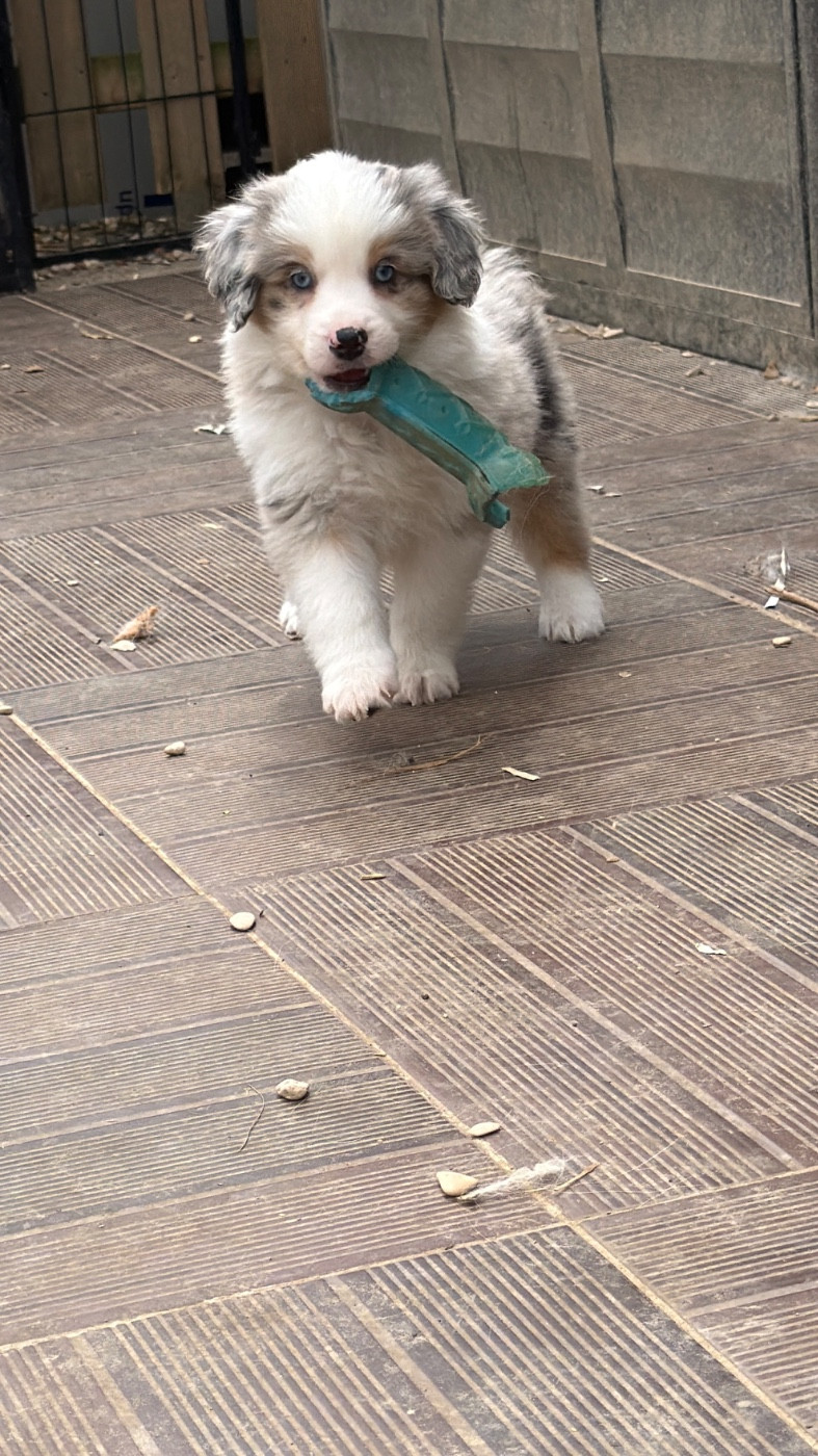 der Weibe Stern - Chiots disponibles - Berger Américain Miniature 