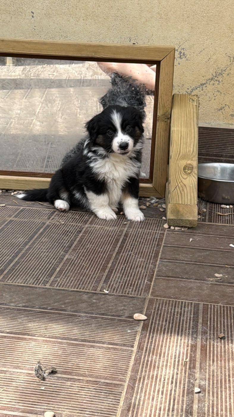 der Weibe Stern - Chiots disponibles - Berger Américain Miniature 