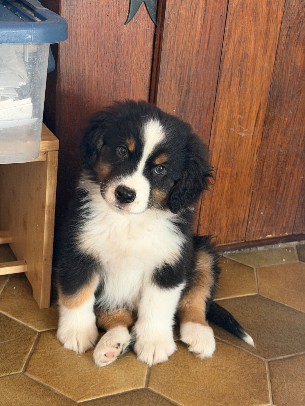 der Weibe Stern - Chiots disponibles - Berger Américain Miniature 