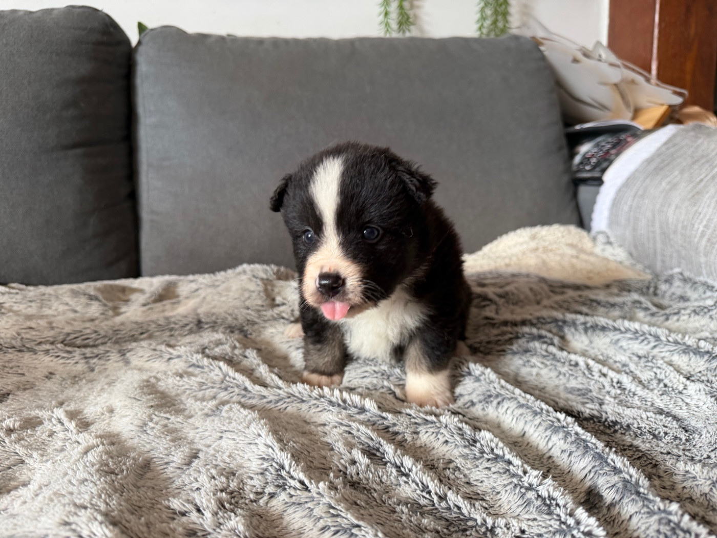 der Weibe Stern - Chiots disponibles - Berger Américain Miniature 