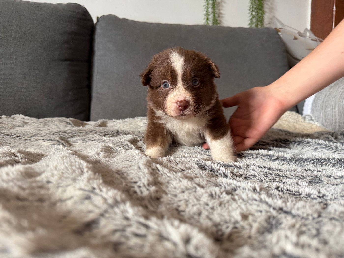 der Weibe Stern - Chiots disponibles - Berger Américain Miniature 