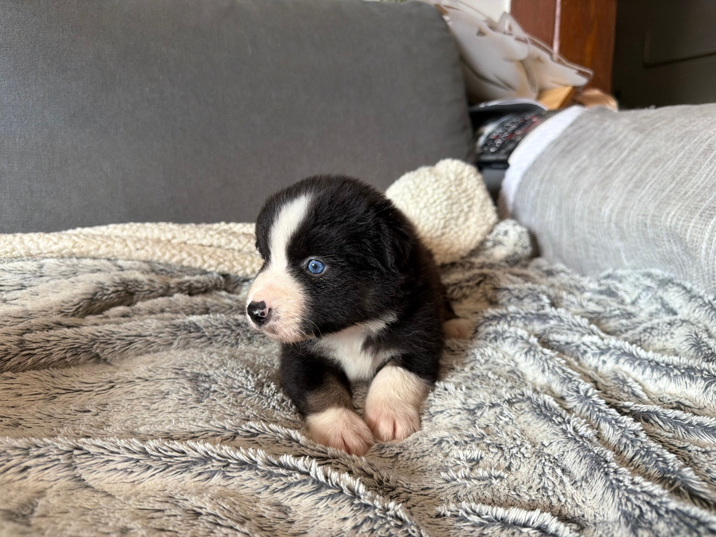der Weibe Stern - Chiots disponibles - Berger Américain Miniature 