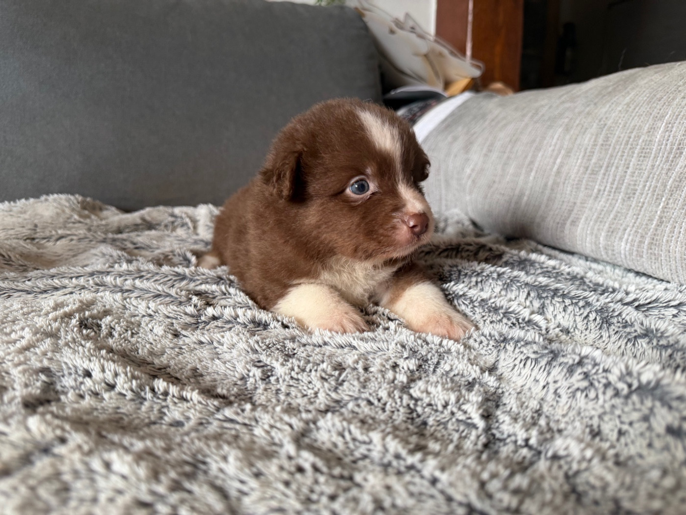 der Weibe Stern - Chiots disponibles - Berger Américain Miniature 