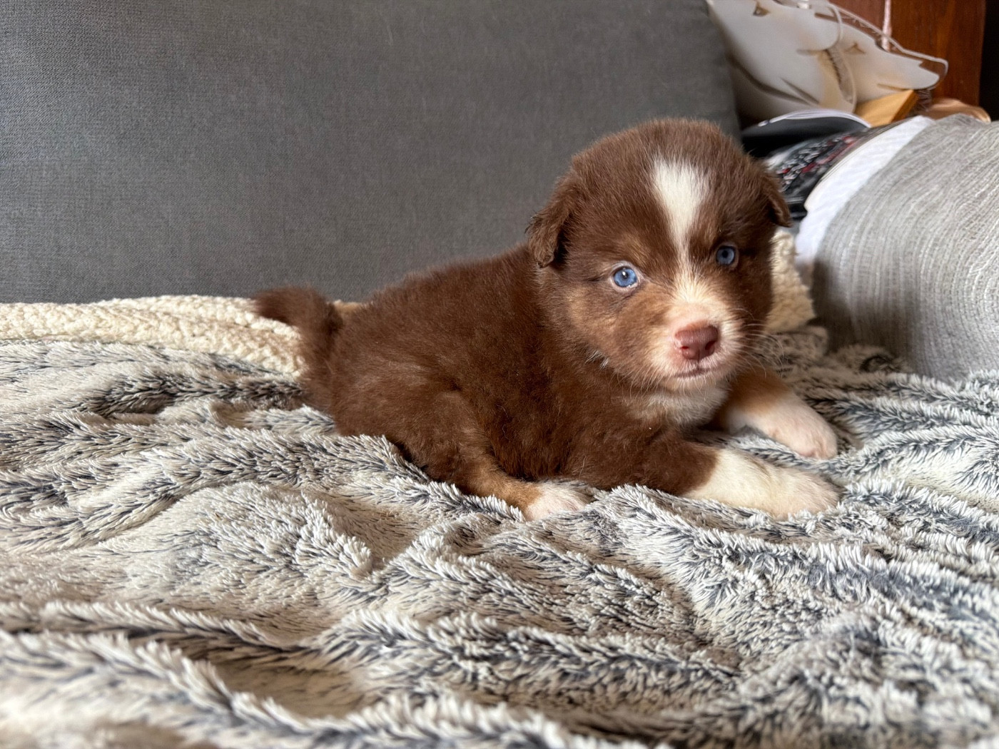der Weibe Stern - Chiots disponibles - Berger Américain Miniature 