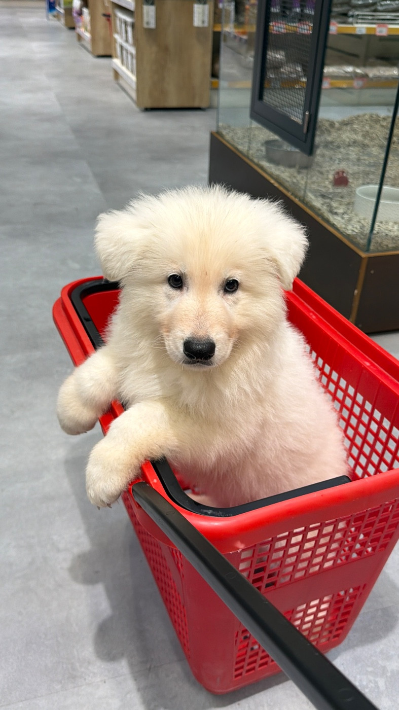 der Weibe Stern - Chiots disponibles - Berger Blanc Suisse
