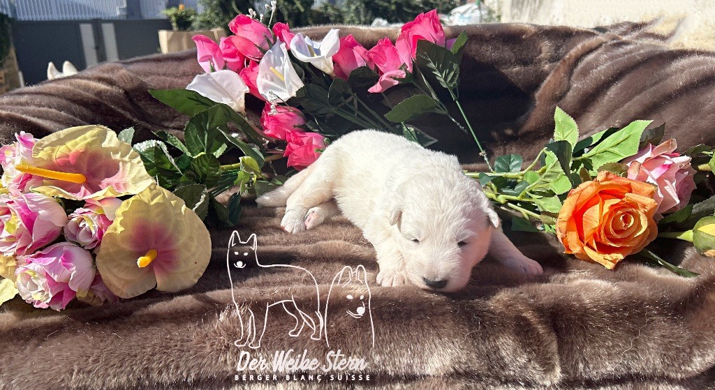 der Weibe Stern - Chiots disponibles - Berger Blanc Suisse