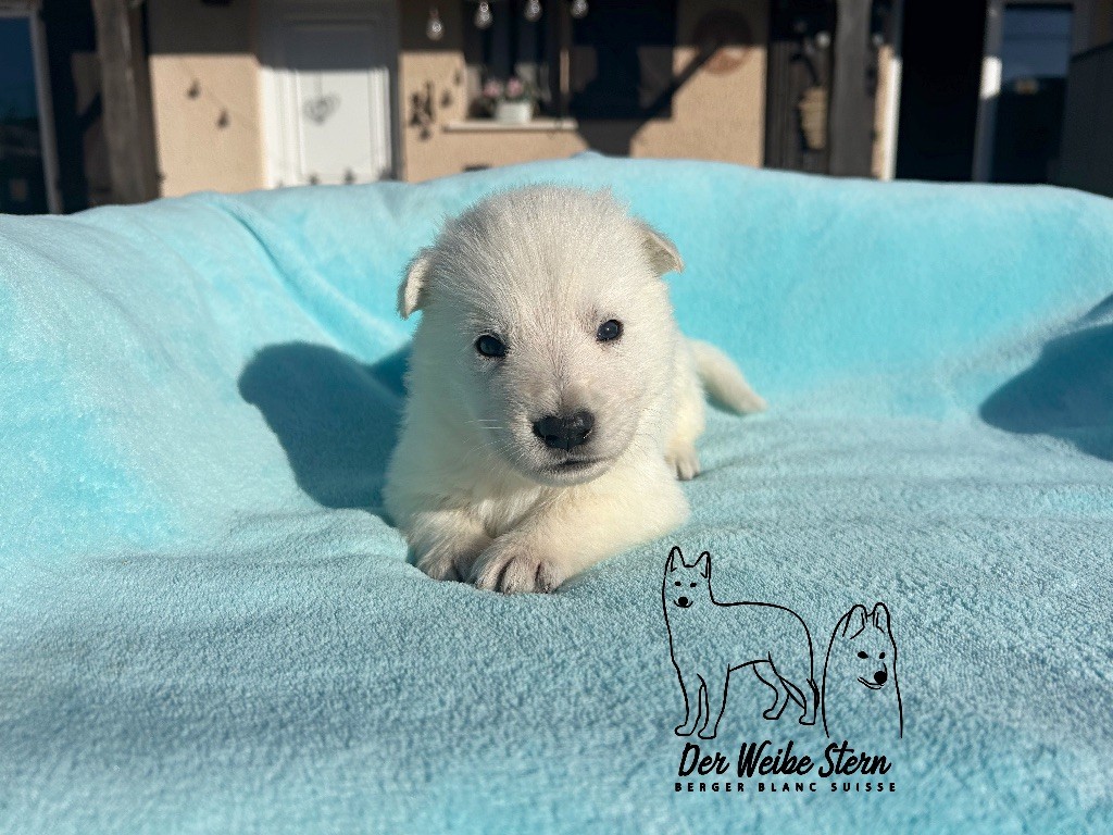 der Weibe Stern - Chiots disponibles - Berger Blanc Suisse