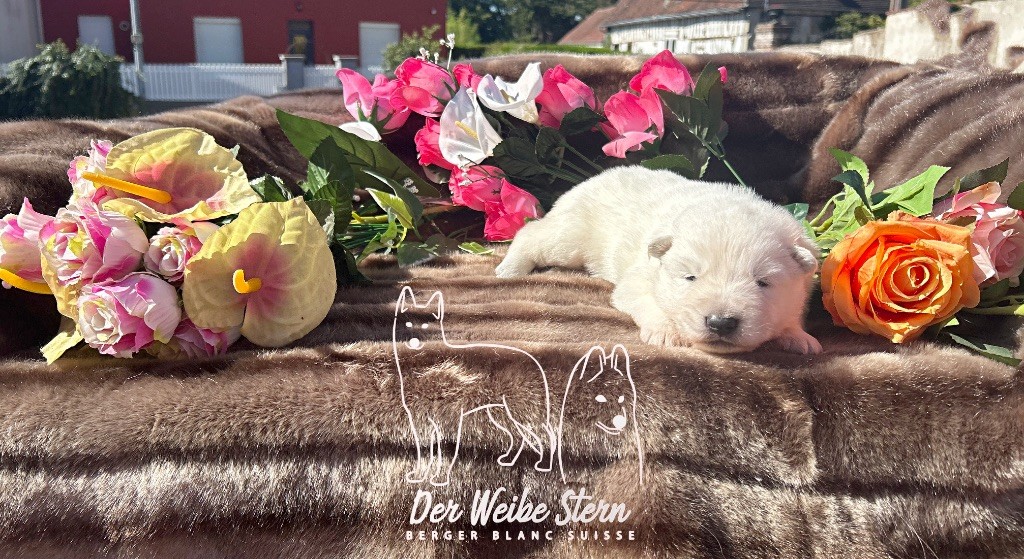 der Weibe Stern - Chiots disponibles - Berger Blanc Suisse