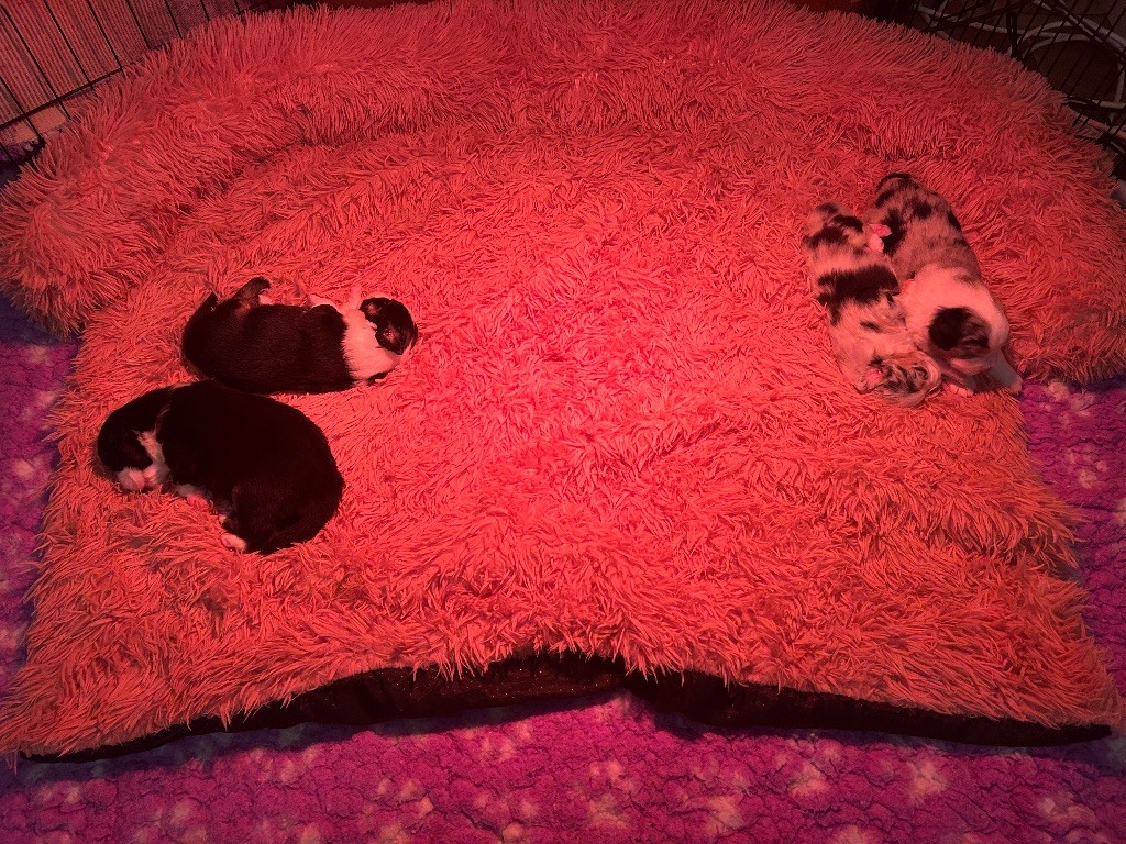 Chiot Berger Américain Miniature  der Weibe Stern