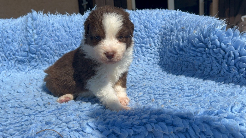 der Weibe Stern - Chiots disponibles - Berger Américain Miniature 
