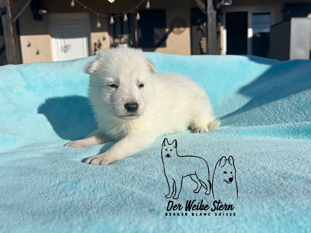 der Weibe Stern - Chiots disponibles - Berger Blanc Suisse