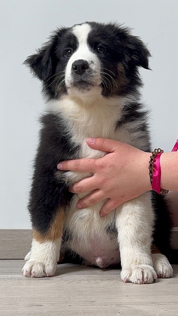 der Weibe Stern - Chiots disponibles - Berger Américain Miniature 