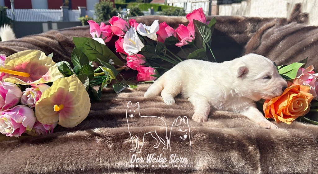 der Weibe Stern - Chiots disponibles - Berger Blanc Suisse