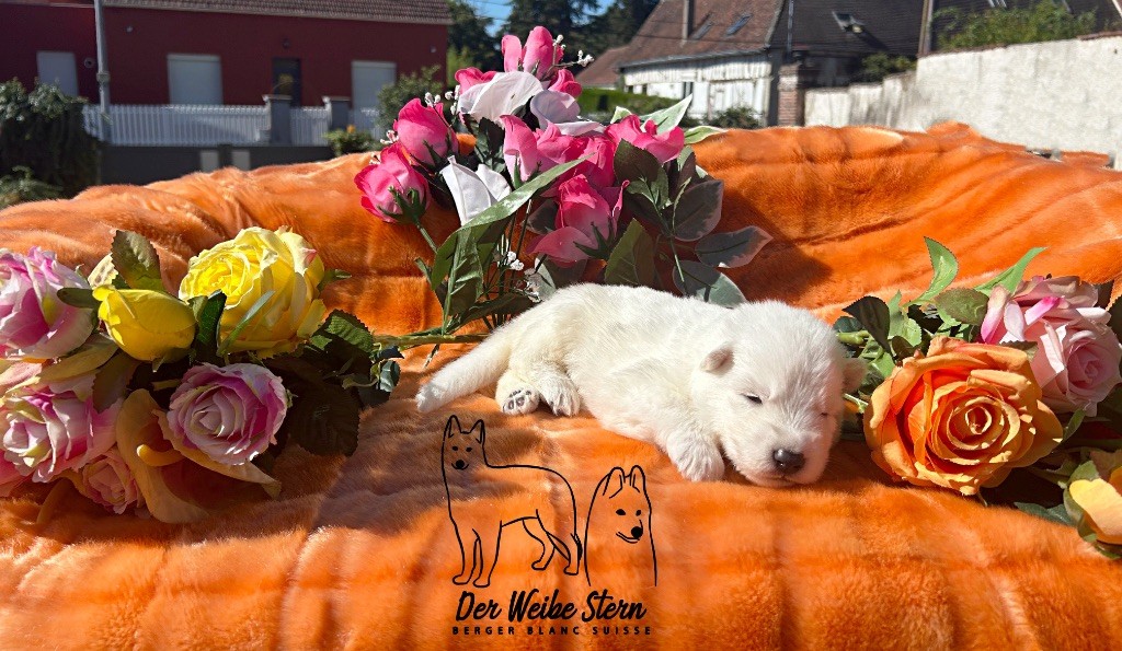 der Weibe Stern - Chiots disponibles - Berger Blanc Suisse
