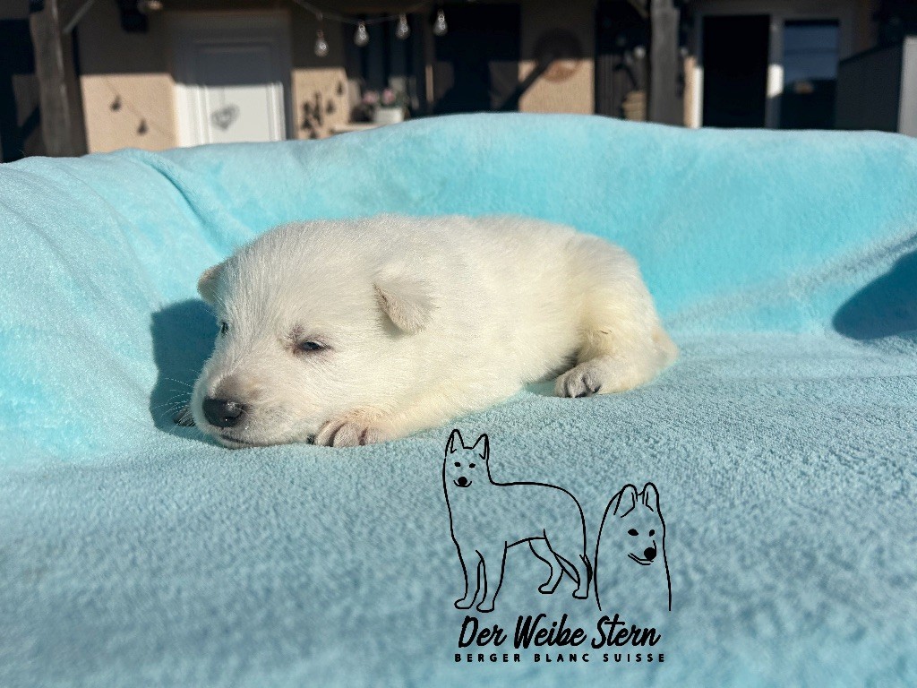 der Weibe Stern - Chiots disponibles - Berger Blanc Suisse