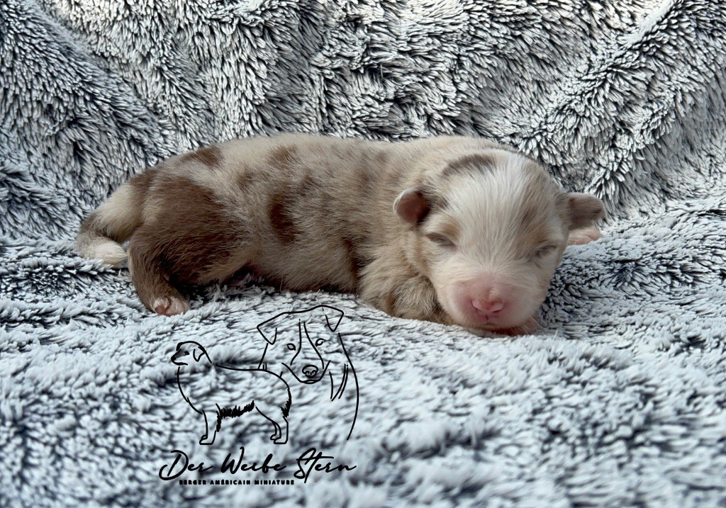 der Weibe Stern - Chiots disponibles - Berger Américain Miniature 